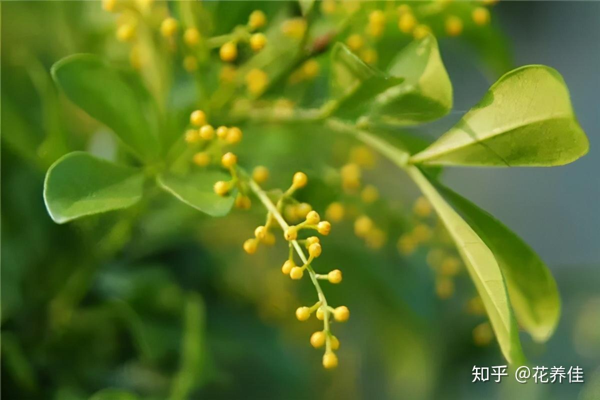 米兰花的养殖的方法