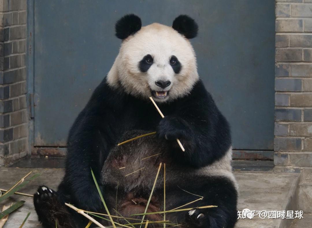 大熊猫乔包包兜兜图片