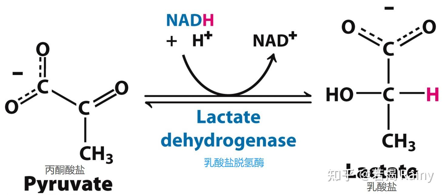 乳酸盐脱氢酶(ldh)催化有些地方会误将反应的终产物说成是乳酸lactic