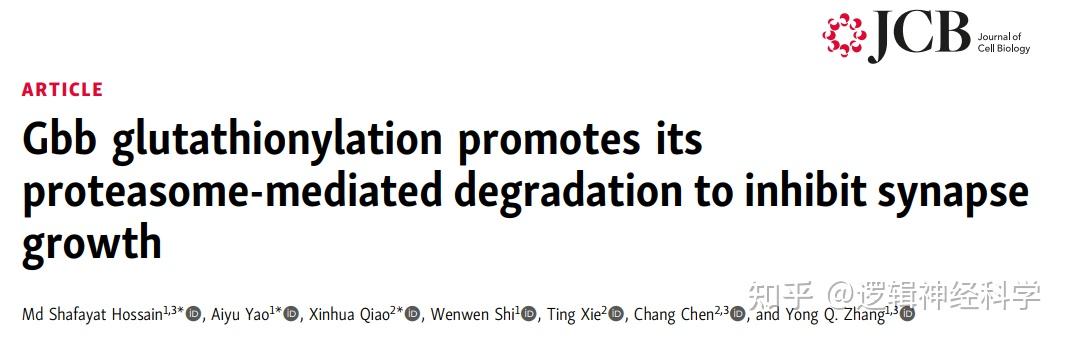 JCB︱ 中科院遗传发育所张永清/中科院生物物理研究所陈畅团队合作揭示神经突触发育的新调控机制 - 知乎