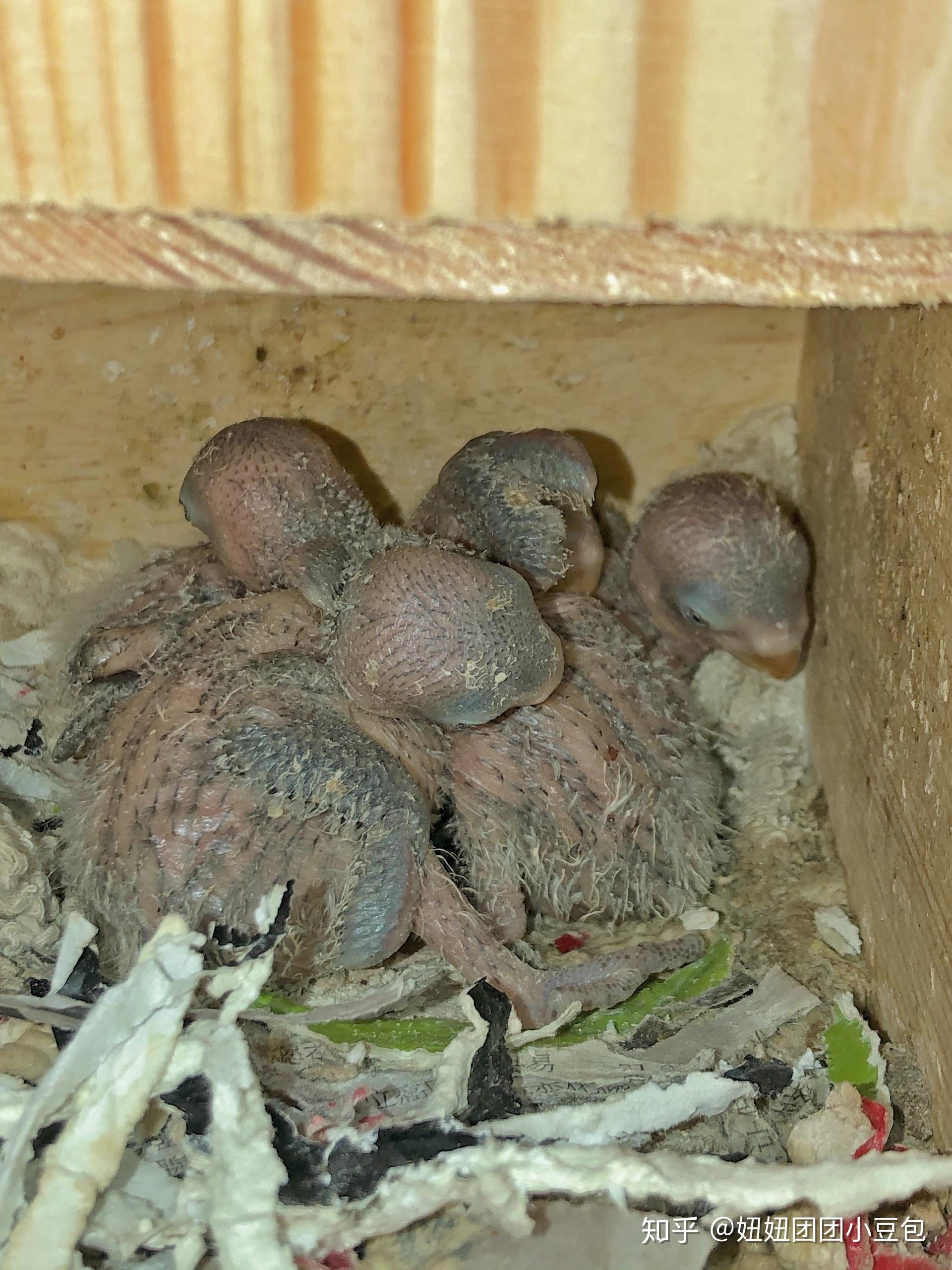 牡丹鹦鹉小雏鸟掏窝啦