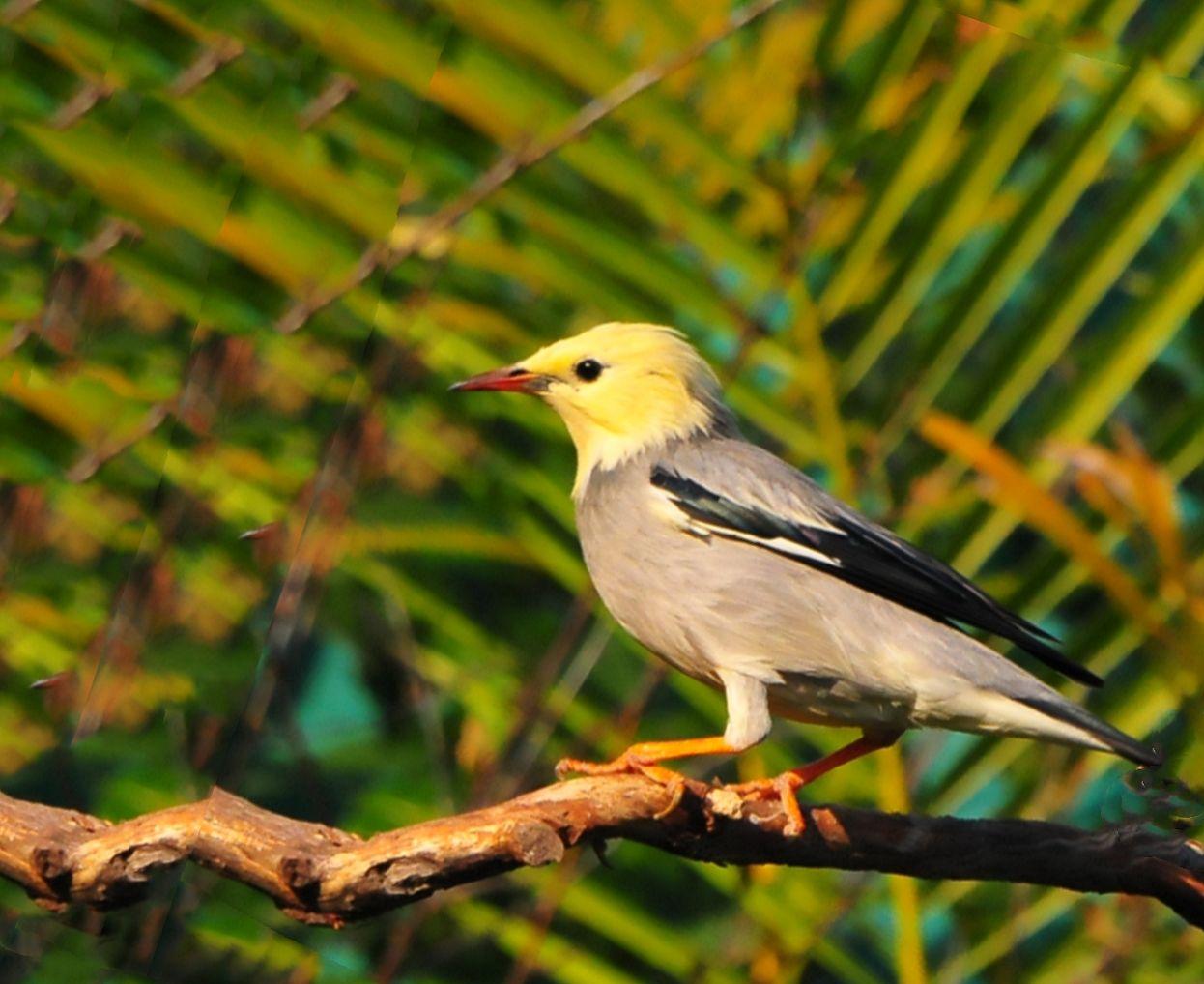 丝光椋鸟 - 知乎