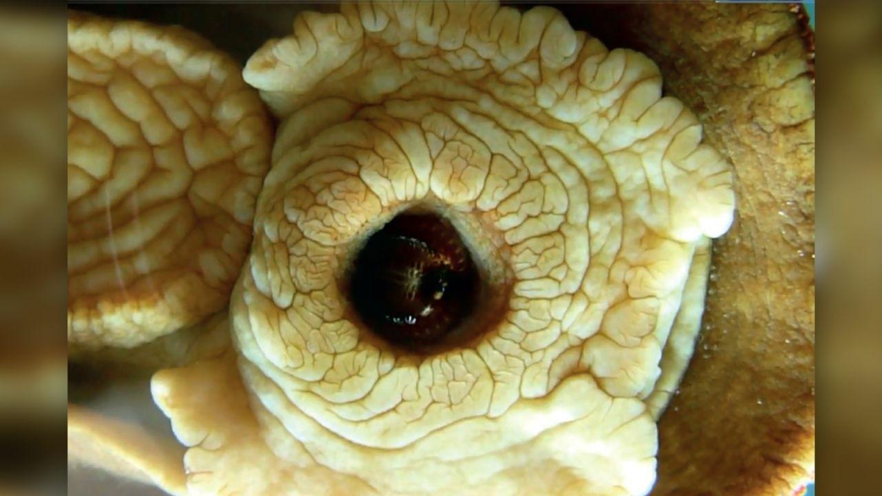 世界上最大的石鳖竟镶了一口铁牙看起来很美味敢问好吃吗