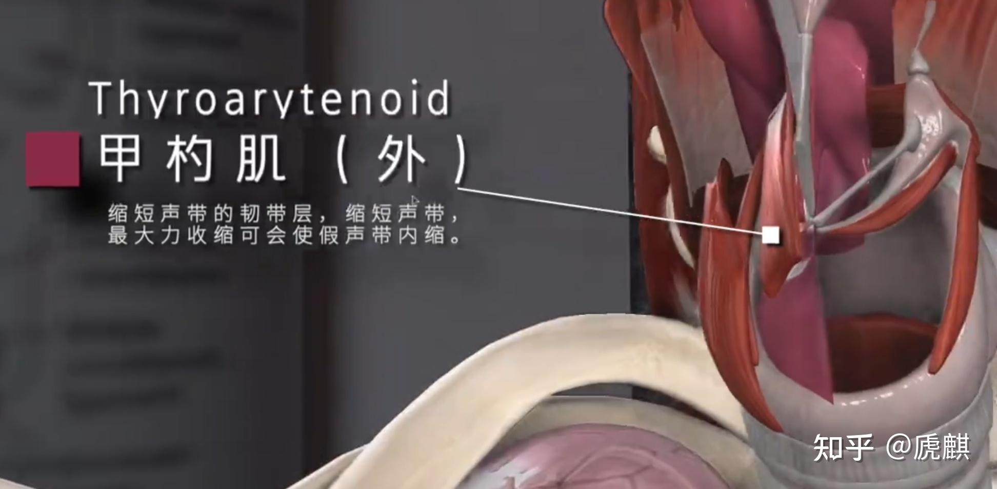 最科学发声、唱歌原理的转发分享和一些个人伪音见解(男伪正太音/小少年音为主) - 知乎