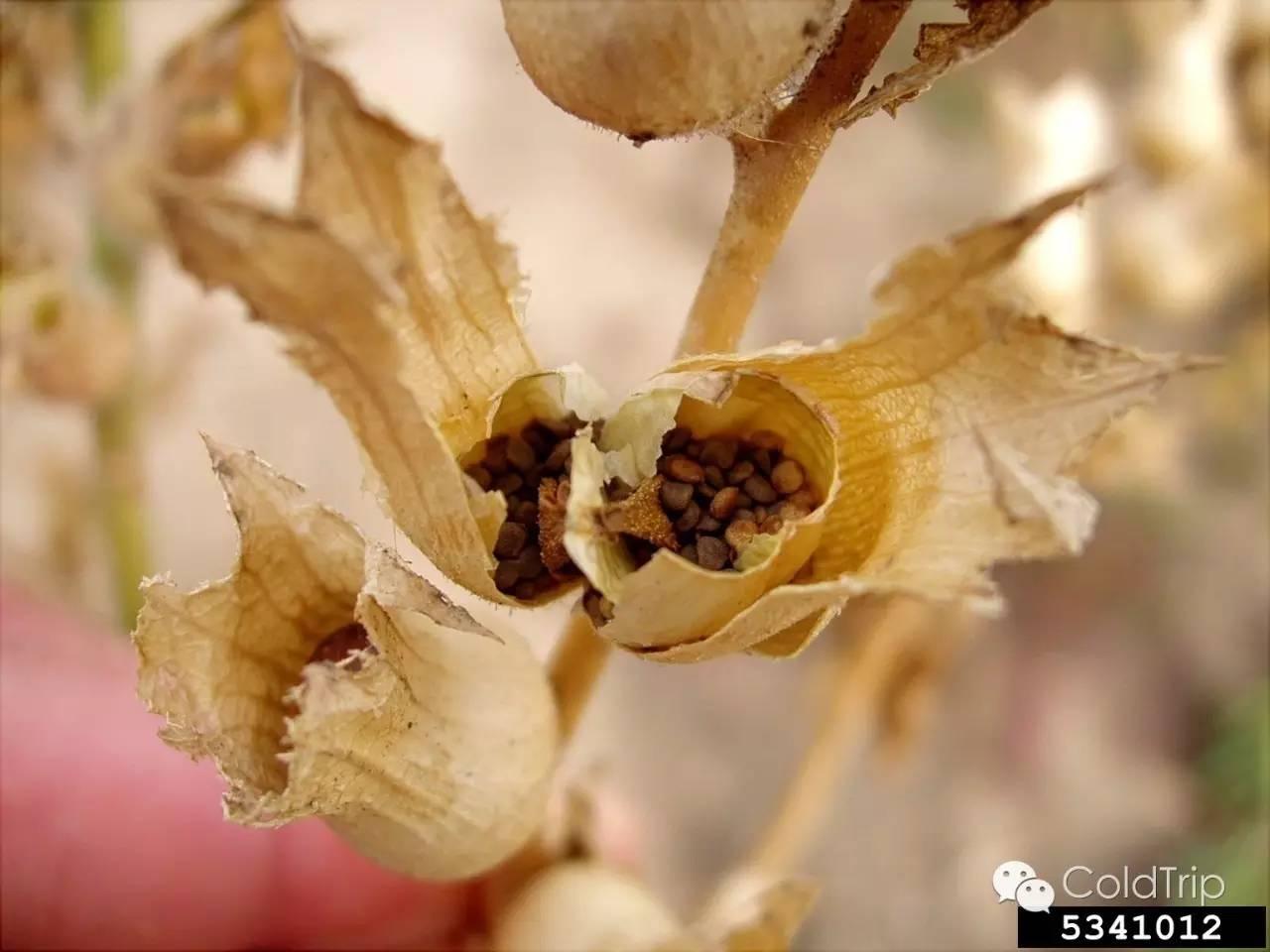 众神的植物 | 致 幻 简 谱 - 知乎