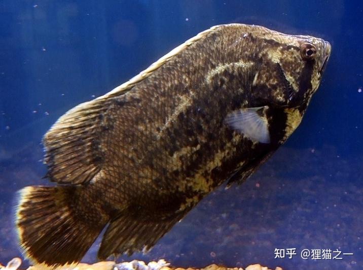 广东男子清理落叶捞到“黄金鱼”，体长不足手掌宽，网友却出价1万收购！ - 知乎
