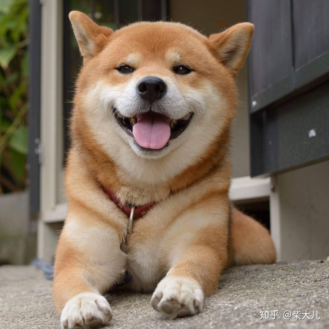 豆柴有什么标准？纯种豆柴有什么要求？ - 知乎