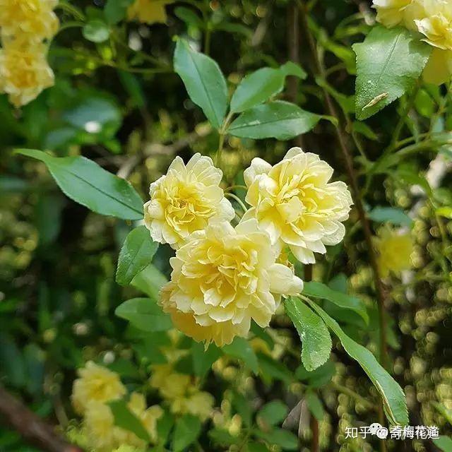 木香花别名蜜香,黄木香.蔷薇科,蔷薇属,是攀援小灌木植物,花期4-5月.
