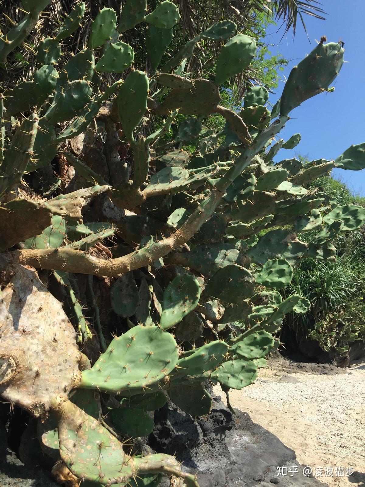 "阳光,沙滩,海浪,仙人掌,还有一位老船长……"台湾老歌《外婆的澎湖湾