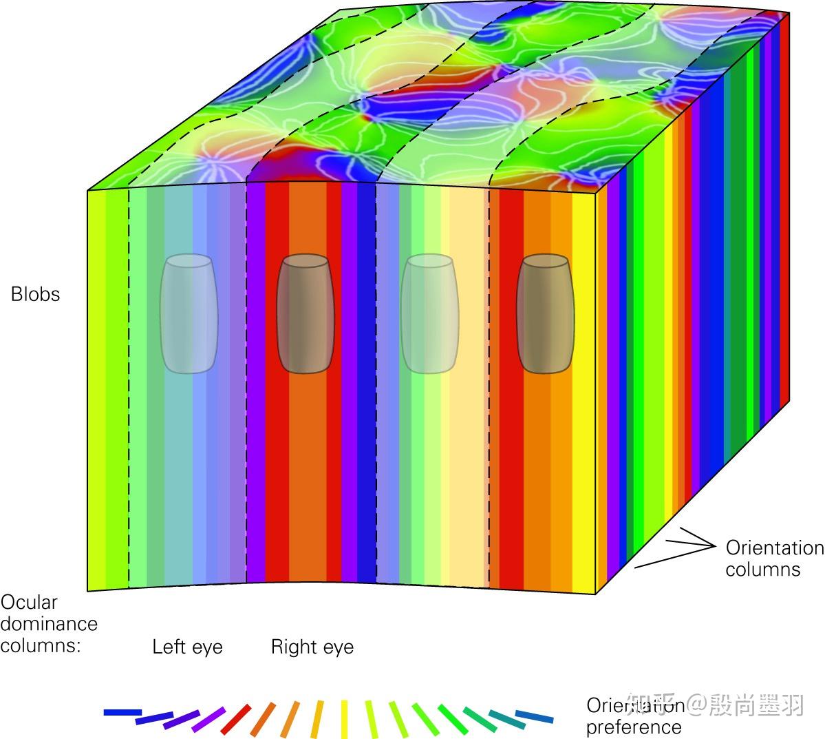 眼优势(ocular dominance)