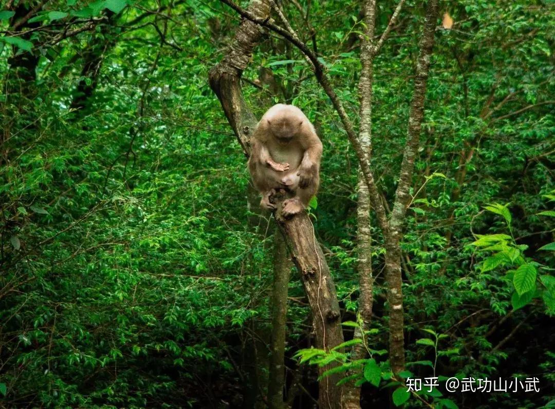 神秘武功山珍稀動植物的美好家園