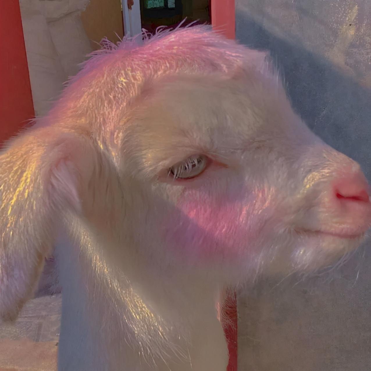 超可爱的小羊头像合集 知乎