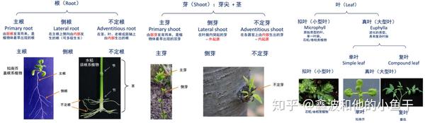 植物根系发育的分子调控 - 知乎