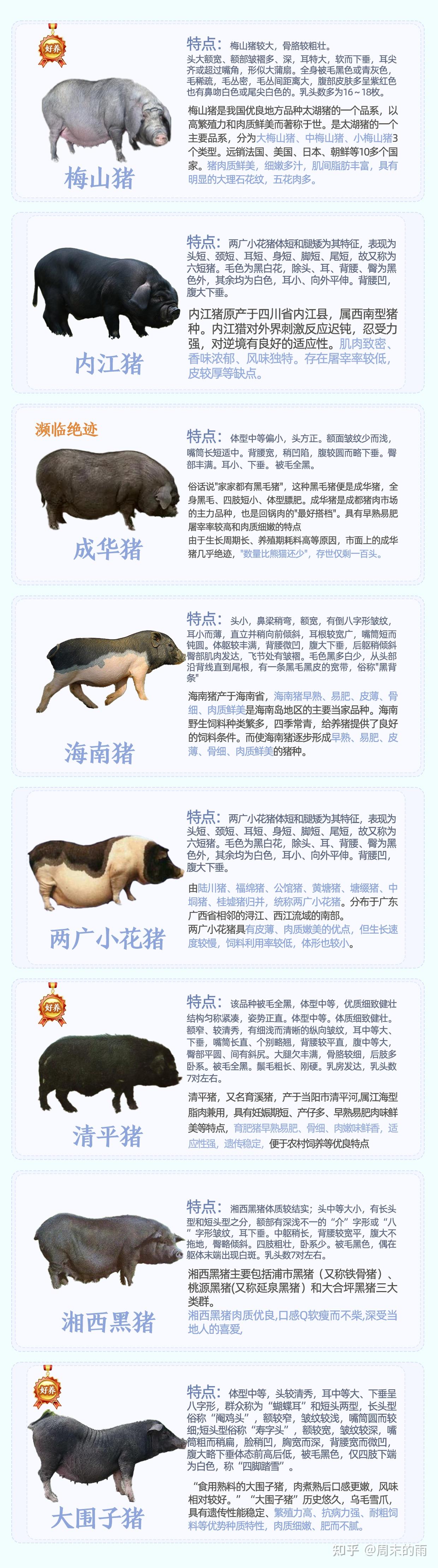 猪种类图片大全名称图片