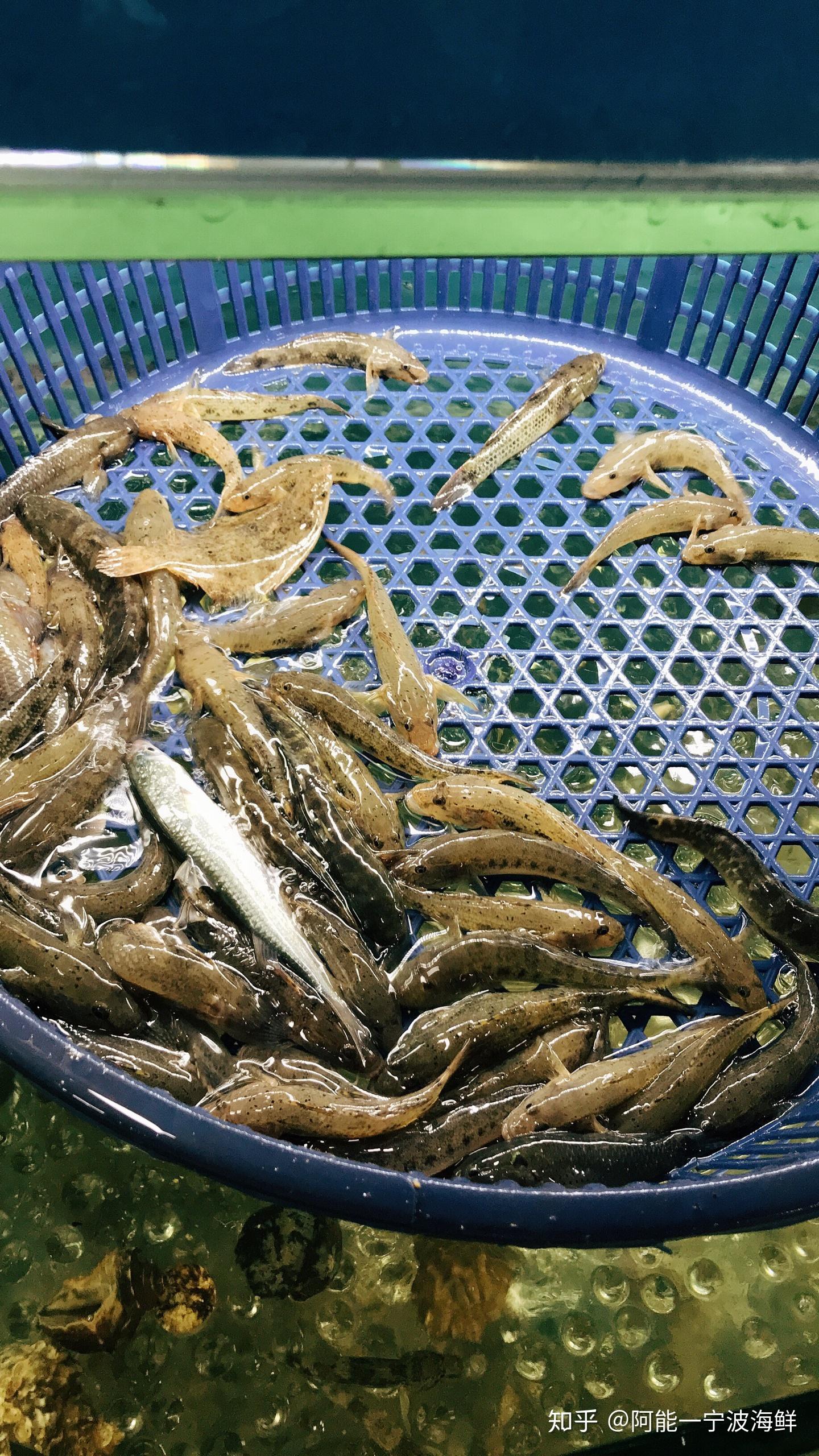 刚到的鲜活象山港小海鲜如果都吃过联系我给你发红包