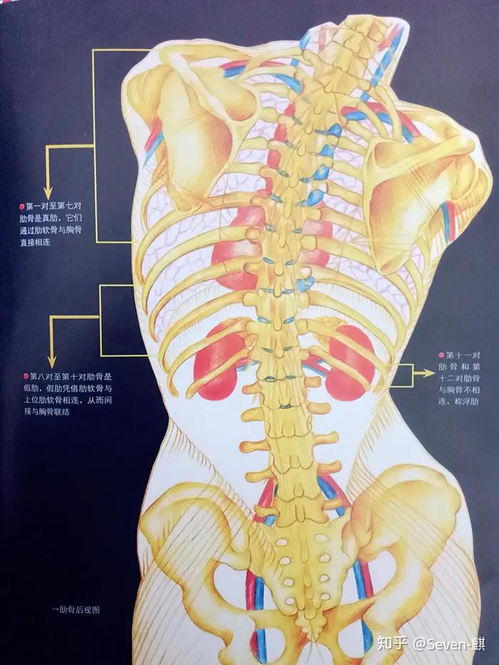 在幼儿期,椎骨总数为33-34块,分为7块颈椎,12块胸椎,5块腰椎,5块骶椎