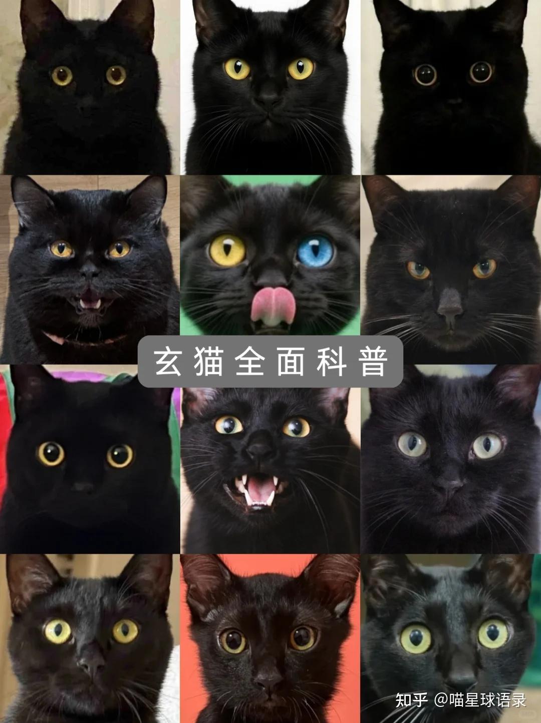 玄猫：黑中带红的神秘灵猫 - 知乎