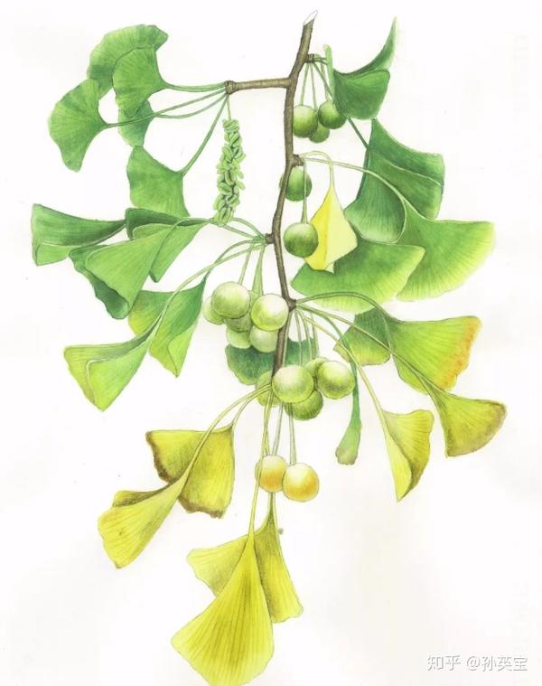 科学绘画 自然教学法创新研发者 10人 赞同了该文章 银杏,又称为白果