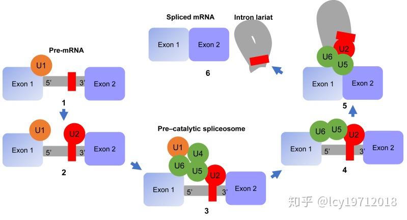 真核生物mRNA的加工修饰与转录调控（一） - 知乎