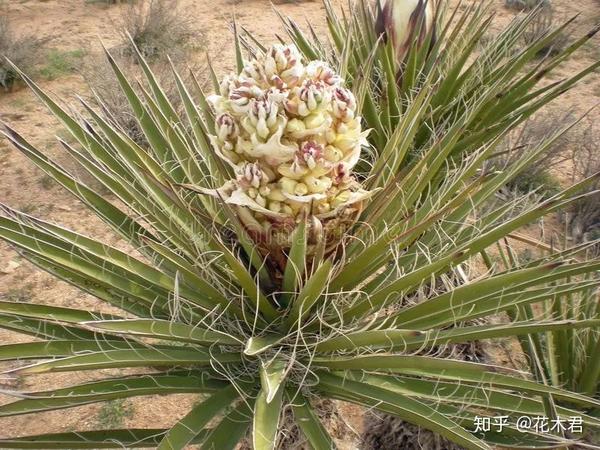 丝兰花色娇美 叶片似剑 花香浓郁 是优良的庭院观赏花木 知乎