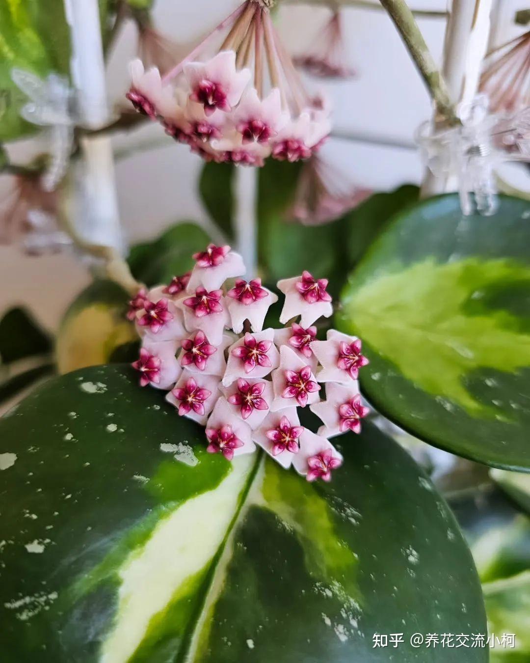 球兰养了一两年还没开花的,赶紧看下有没有满足它的开花条件 - 知乎