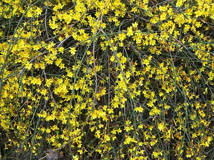 春天开黄色花的灌木或小乔木