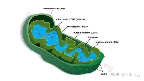 线粒体 - 知乎
