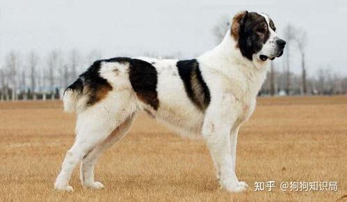 中亚牧羊犬最大图片