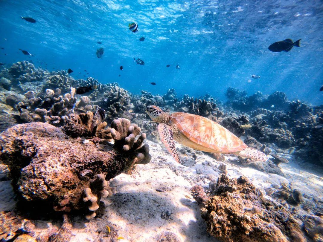 西沙群岛玩什么?6种体验,你不可错过!