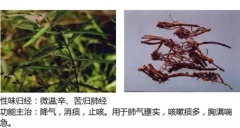 500余种中草药图  第318张