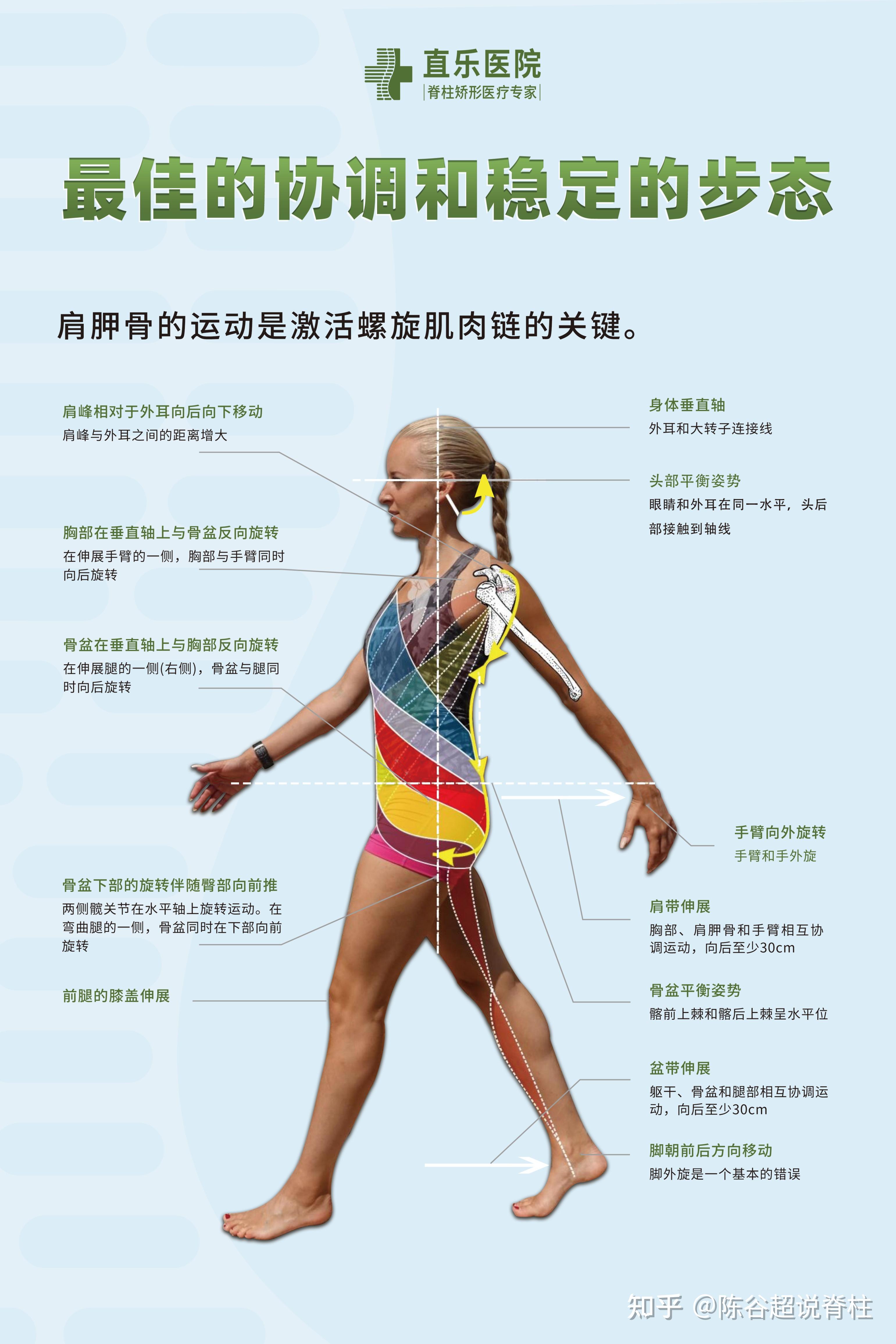 弯腰驼背体态差,根源可能在这里 - 知乎