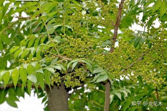 10种药用价值极高的树种，浑身上下都是宝啊！ - 知乎