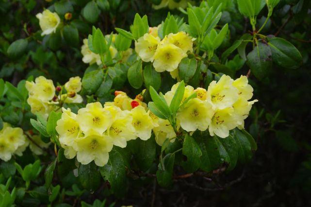 杨向红:云南丽江老君山国家公园黄杯杜鹃开了 - 知乎