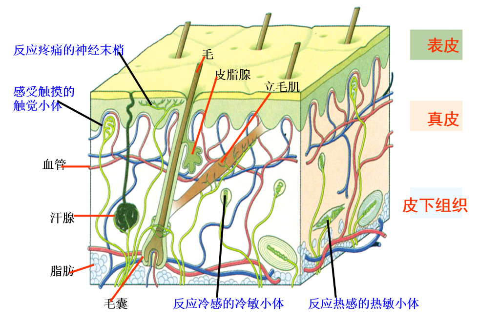 杭州初中科学学什么 【七上 动物结构层次】