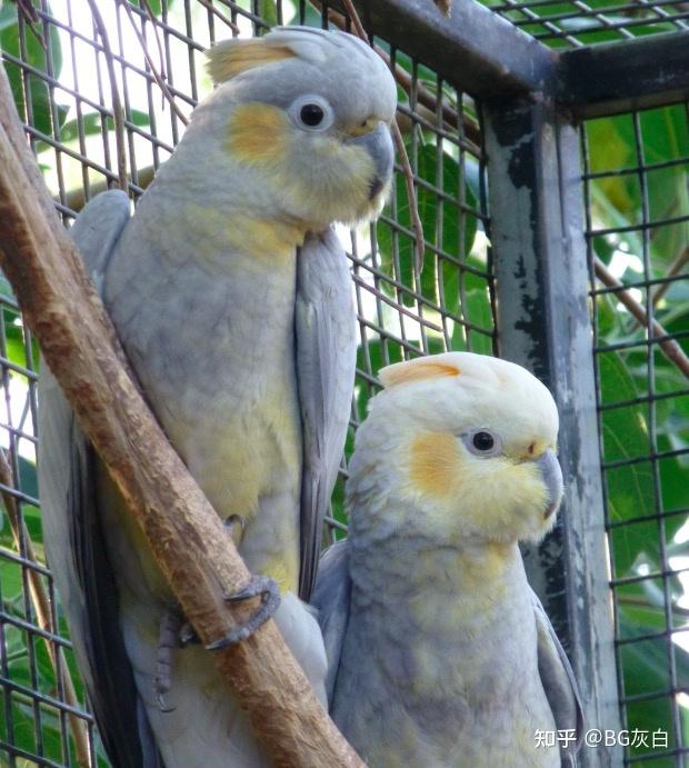 粉葵x玄凤混血鹦鹉欣赏