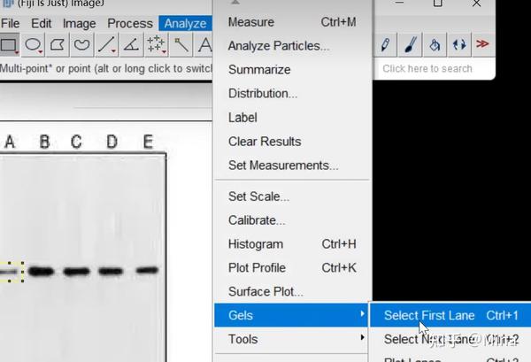 ImageJ 使用教程2 western blot分析未完 知乎