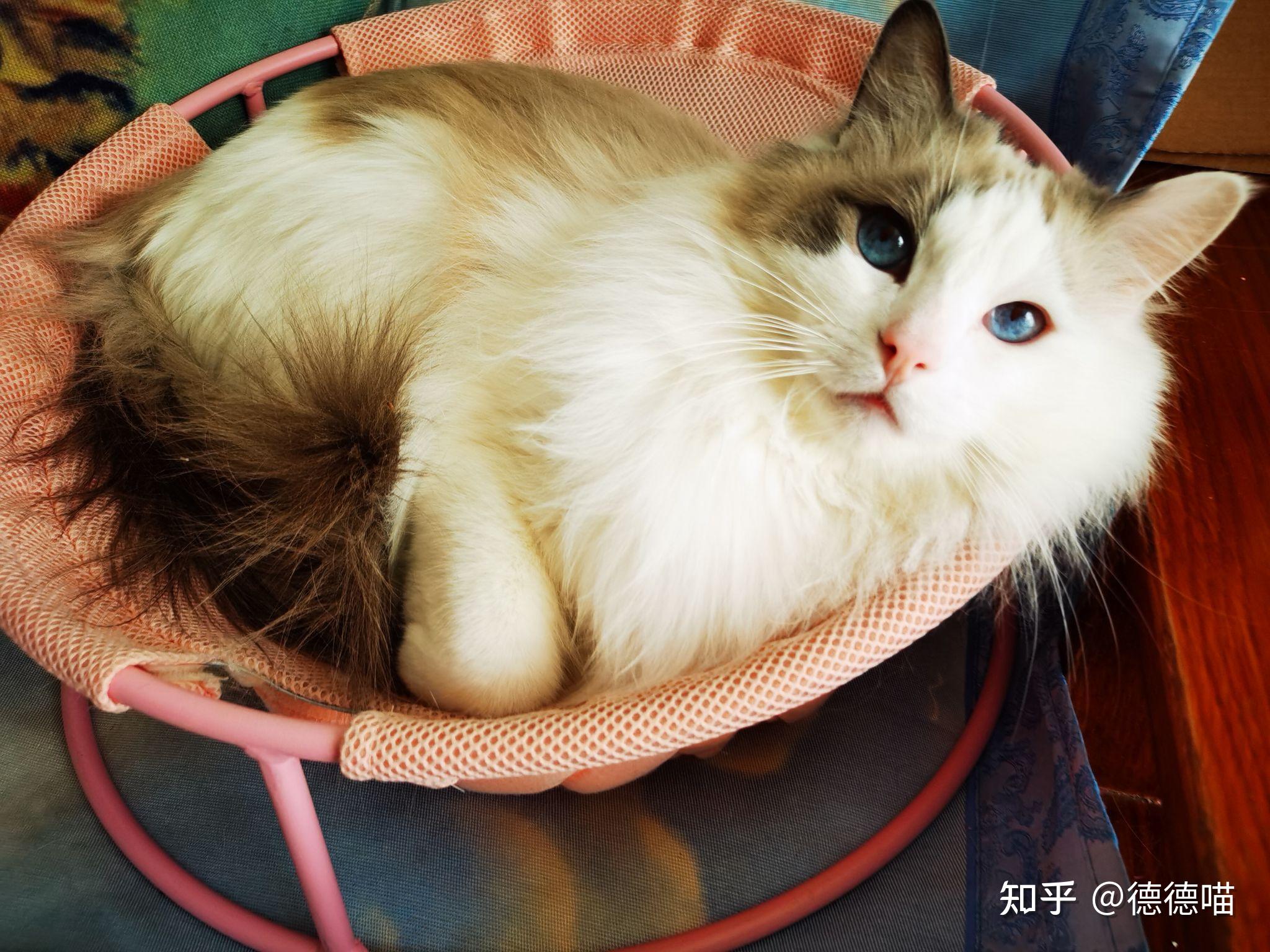请问我的猫是狮子猫和布偶猫混的吗? - 知乎