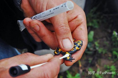 蛙壶菌简介壶菌病是两栖动物的一种新现传染病,病原是蛙壶菌(bartra