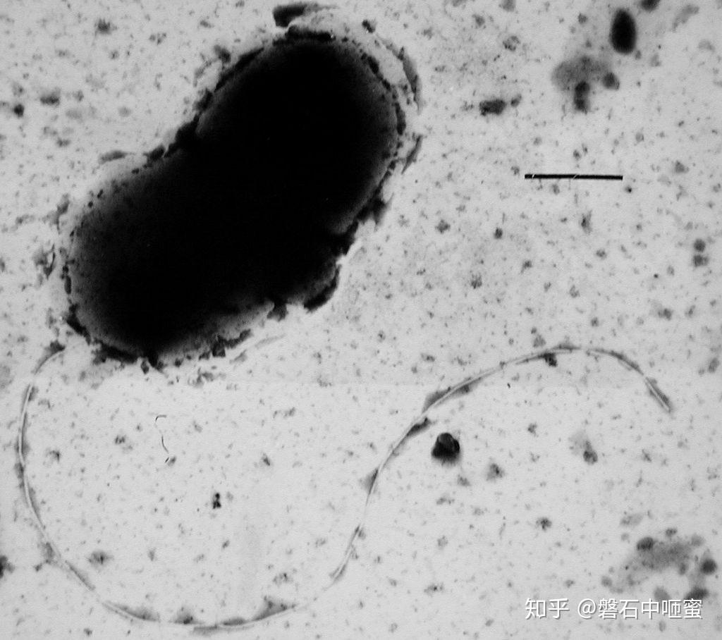 细菌 Bacteria - 知乎