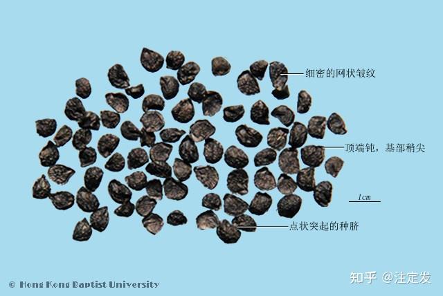中药学——韭菜籽——温补肝肾,壮阳固精,暖腰膝。用于阳痿遗精,腰膝酸痛,遗尿尿频,白浊带下。 - 知乎
