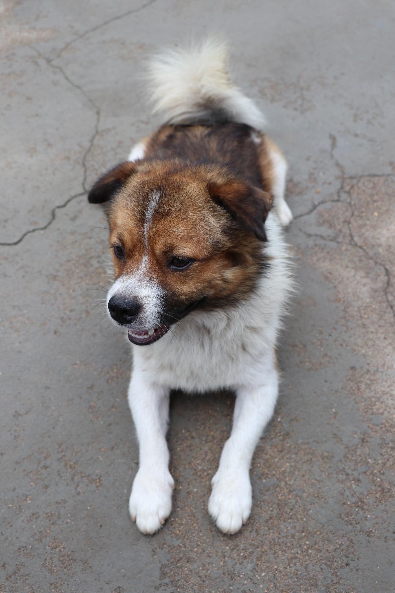 有多少宠物狗能有乡村田园犬忠诚和聪明为什么现在很多人都不喜欢土狗
