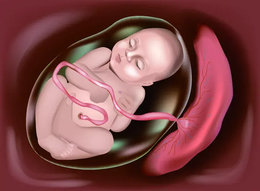 简单来说胎盘是负责孕妈和胎宝宝之间的物质交换的器官,在妊娠期间,它