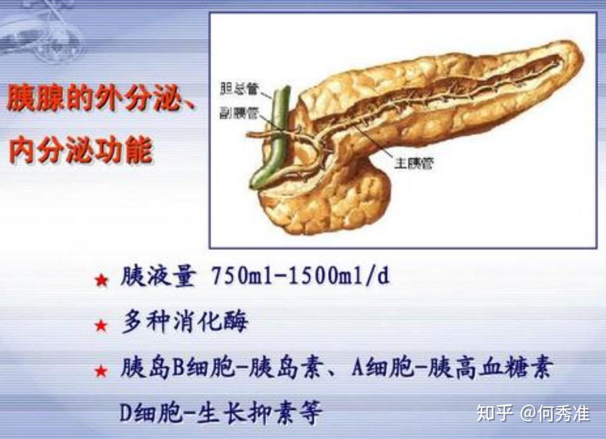 胰腺为混合性分泌腺体,主要有外分泌和内分泌两大功能.