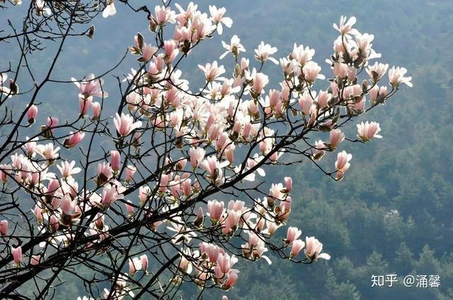 中国8大千年古树,最老一棵4000岁,世所罕见 - 知乎