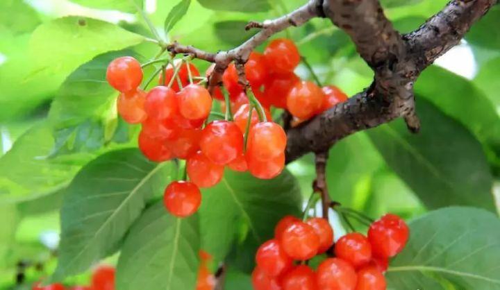 如何挑选大樱桃最好 v2-e6d3a517f18ee937229fcca49fd5d5c8_1200x500.jpg