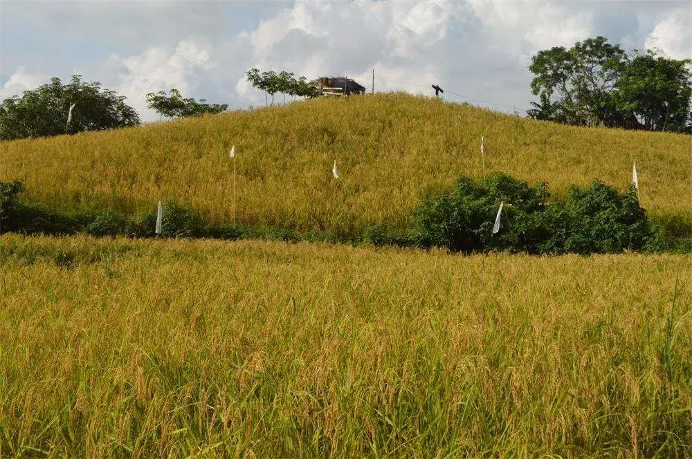 既生水稻何生陆稻