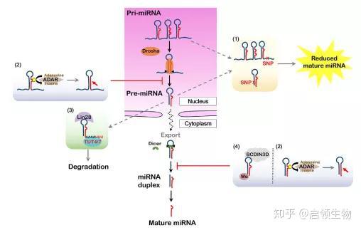 医学前沿：非编码RNA—microRNA - 知乎