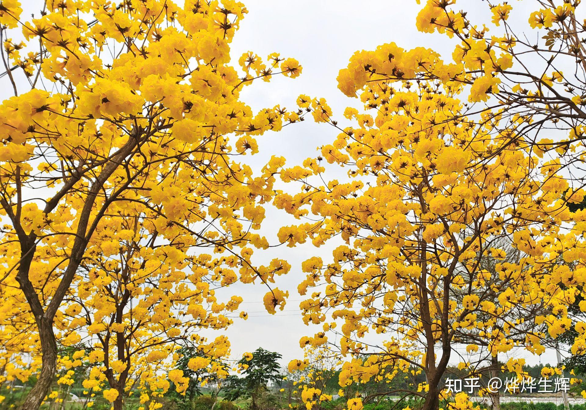 風鈴花