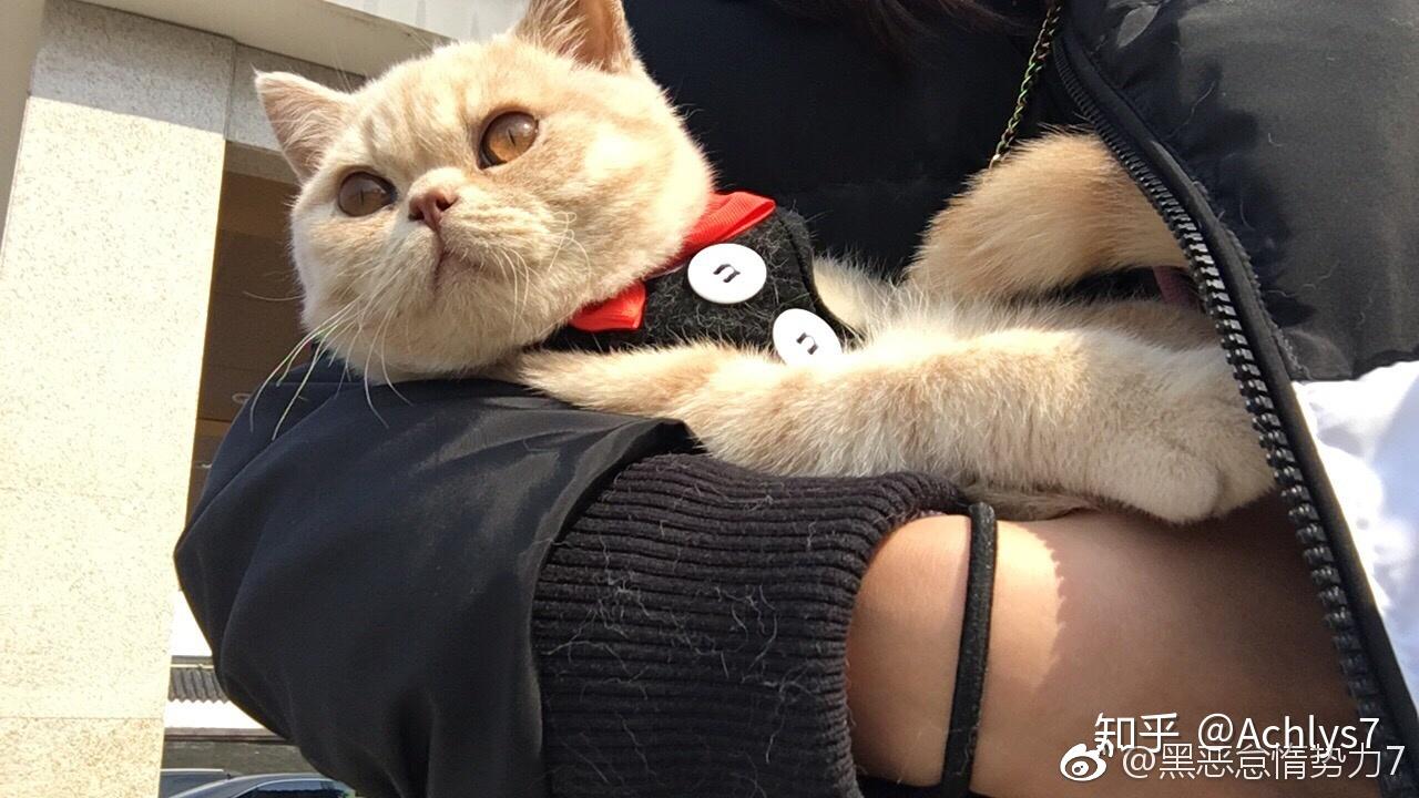 乳色虎斑英短求鉴别?(加点长大的图)?