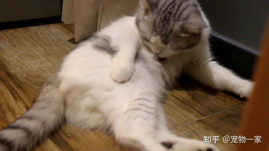 猫咪“刻板行为”背后的警示！它非常需要你的关注和照顾 - 知乎